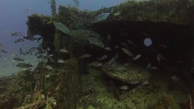 4k video of an Atlantic Goliath Grouper (Epinephelus itajara) in Jupiter, Florida, USA