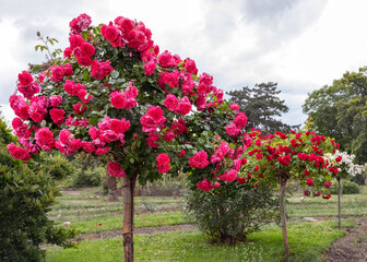 Stem roses are a highlight in any garden, adorning entrances in containers or adding height to rose beds