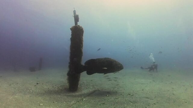 4k video of an Atlantic Goliath Grouper (Epinephelus itajara) in Jupiter, Florida, USA