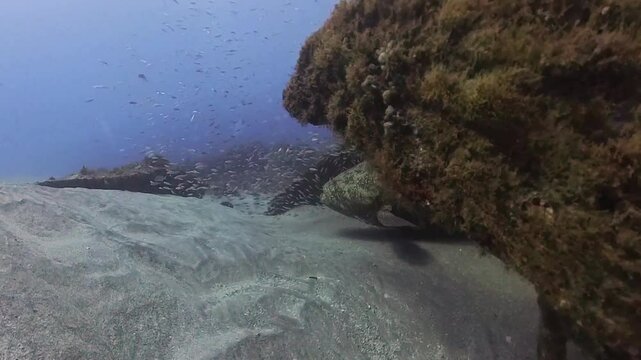 4k video of an Atlantic Goliath Grouper (Epinephelus itajara) in Jupiter, Florida, USA