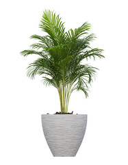 Small Plants green leaf in white pot isolated on transparent background stock photo.