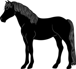 black and white horse