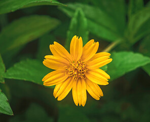 blossom yellow flower  in garden