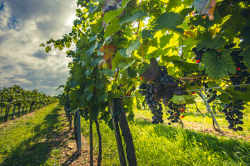 Naklejka premium blue merlot grapes in green vineyard