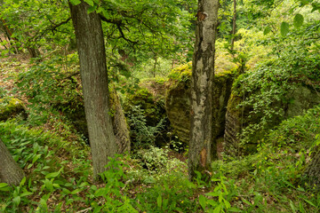 Spring in the parkside - tree and green leaves