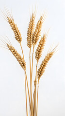 Fototapeta premium Golden ripe wheat isolated on white background. Ears of wheat 