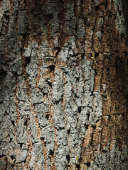 surface of old tree background