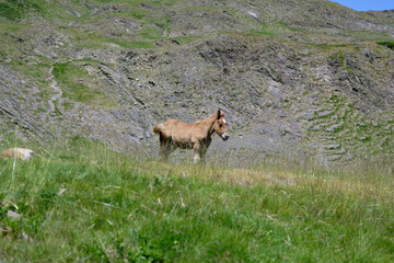Un poulain dans les Pyrénées