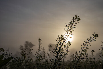 Obraz premium Feldblumen im Nebel vor Sonne mit Bäumen im Hintergrund