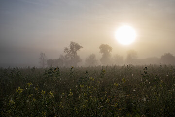 Aufgehende Sonne über blühendem Acker mit Bäumen im nebligen Hintergrund