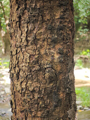 surface of old tree background