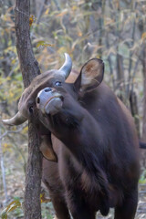 Water Buffalo