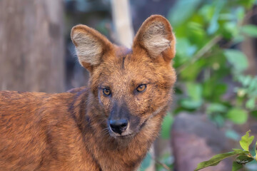 Wild Dhole
