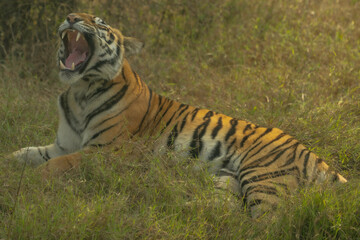 Roaring Tiger