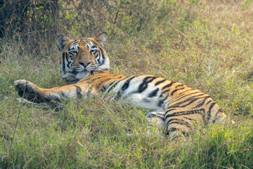 Tiger Laying Down