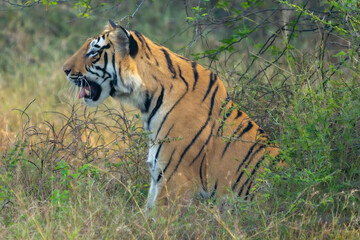 Fototapeta premium Tiger in the Grass