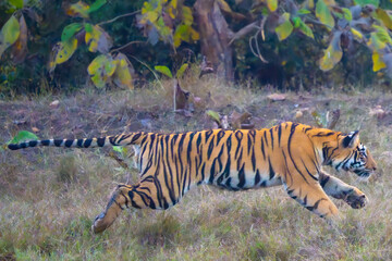 Tiger Running