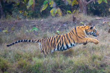 Tiger Pouncing