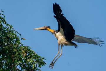 Lesser Adjutant Bird