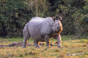 Fototapeta premium Rhino in the Wild