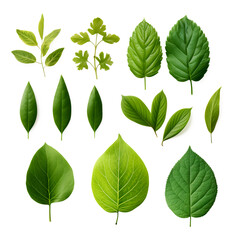  top view lay flat Green leaf on transparent background 