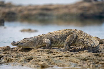Marsh Crocodile