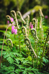 fern fiddlesticks and bleeding heart flowers in forest