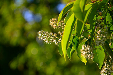kwitnąca czeremcha, Czeremcha amerykańska, czeremcha późna (Prunus serotina), białe kwiaty czeremchy © kateej