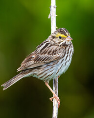 sparrow resting on twig