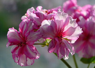 pelargonia bluszczolistna pełna rózowo-biała odmiana ‘Pink Bicolor’, Pelargonium peltatum, pelargonia pełnokwiatowa