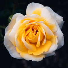 macro closeup of yellow rose