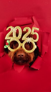 Cute spaniel with festive 2025 glasses peeking out on a red background. Happy New Year. Vertical clip