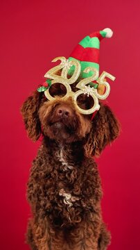 Funny spaniel with festive 2025 glasses peeking out on a red background. Happy New Year
