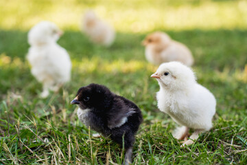 Hen with Chicks on Grass in Organic Poultry Farming
