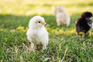 Hen with Chicks on Grass in Organic Poultry Farming

