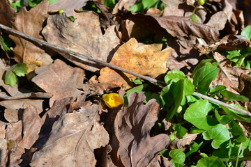 a dead leaf on the ground is laying on the ground dry leaves 