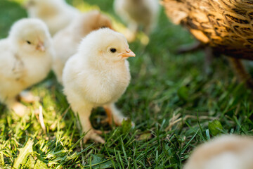 Hen with Chicks on Grass in Organic Poultry Farming
