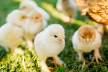 Hen with Chicks on Grass in Organic Poultry Farming
