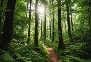 Obraz premium Serene forest with trees