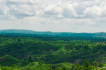 Obraz premium green forest in the mountains