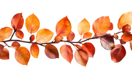 Fototapeta premium Vibrant orange and red autumn leaves branch isolated on white background