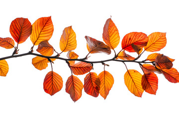 Naklejka premium Vibrant orange and red autumn leaves branch isolated on white background