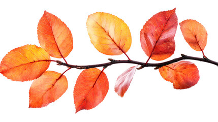 Naklejka premium Vibrant orange and red autumn leaves branch isolated on white background