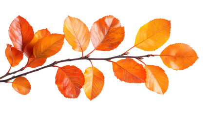 Fototapeta premium Vibrant orange and red autumn leaves branch isolated on white background