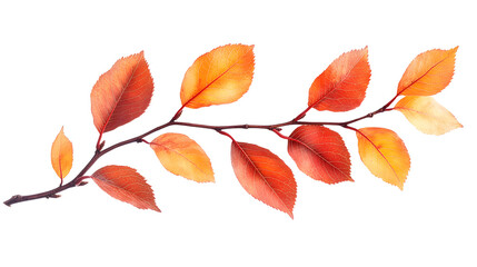 Naklejka premium Vibrant orange and red autumn leaves branch isolated on white background