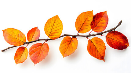 Fototapeta premium Vibrant orange and red autumn leaves branch isolated on white background