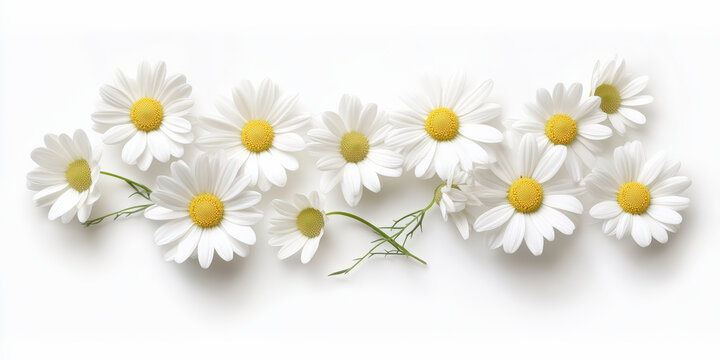 A cluster of white daisies with yellow centers on a plain white background, displaying natural beauty and simplicity.