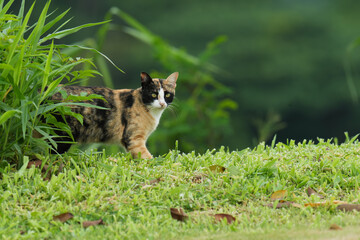 Three color kitty cat in garden city park outdoor. 