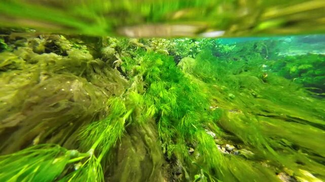 Klares Quellwasser mit Wasserpflanzen, Doline, Trinkwasser, Unterwasseraufnahme, flie&szlig;endes Wasser