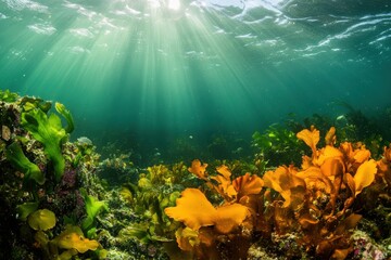 Obraz premium Impact of ocean acidification on aquatic habitats and species